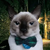giaanc's Avatar