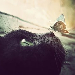 Dynastar's Avatar